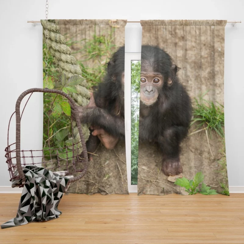 Chimpanzee Playful Antics Primate Joy Curtain