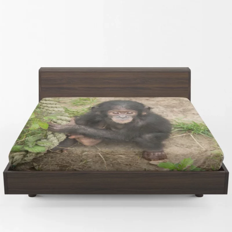 Chimpanzee Playful Antics Primate Joy Fitted Sheet