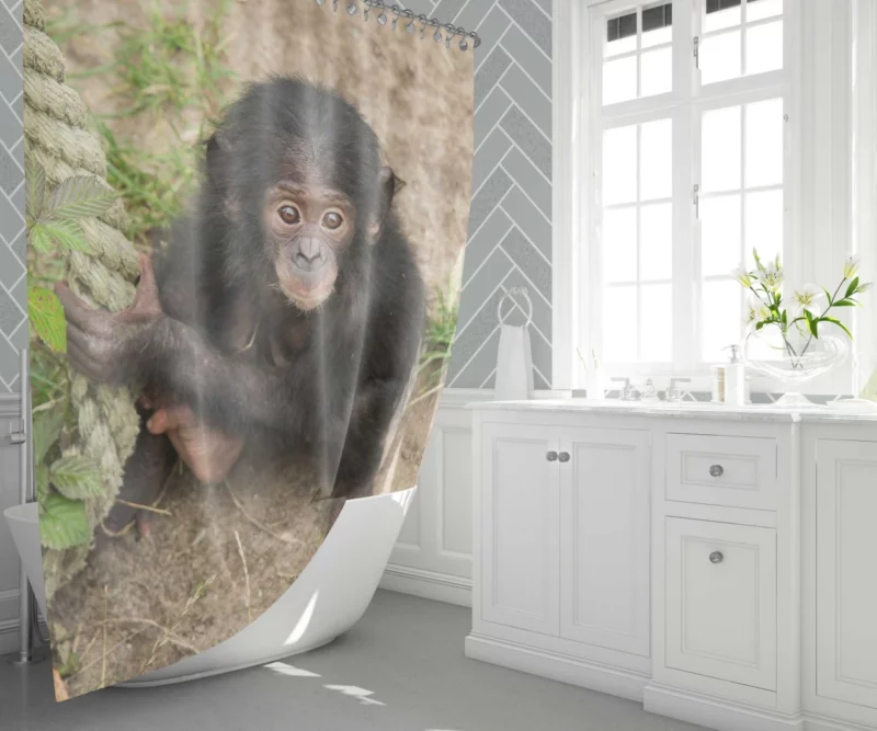 Chimpanzee Playful Antics Primate Joy Shower Curtain 1