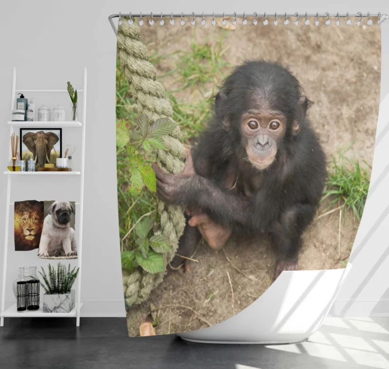 Chimpanzee Playful Antics Primate Joy Shower Curtain