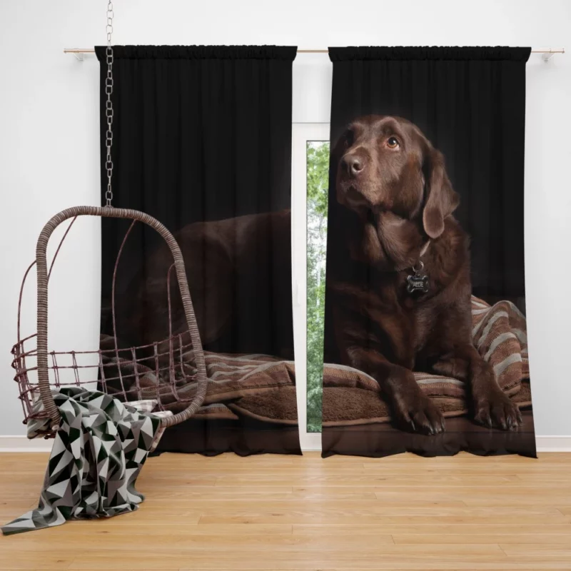 Chocolate Labrador Close-Up Charm Curtain