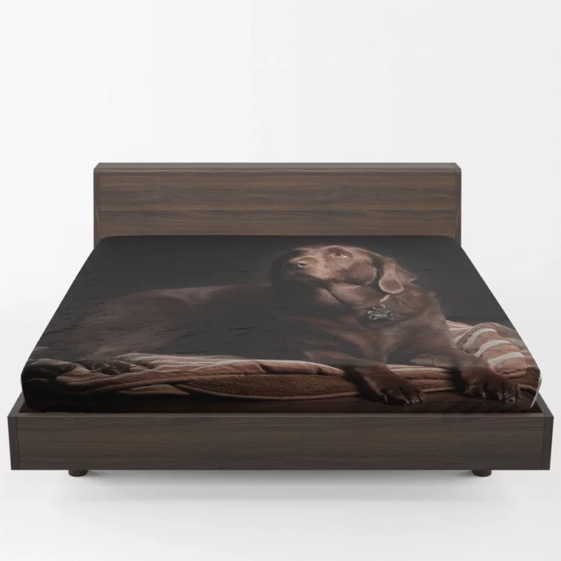 Chocolate Labrador Close-Up Charm Fitted Sheet