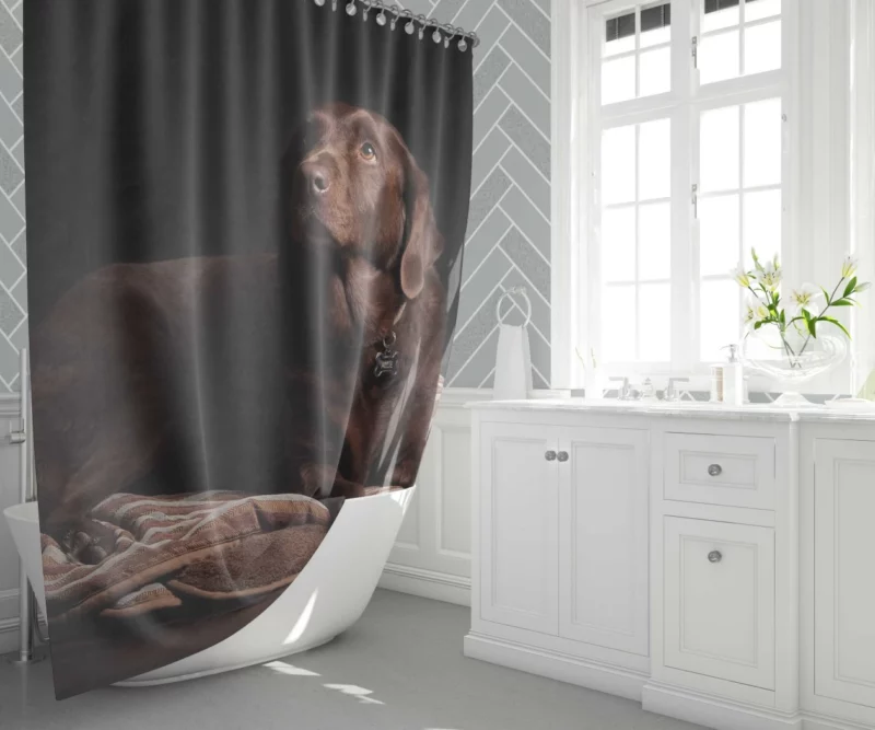 Chocolate Labrador Close-Up Charm Shower Curtain 1