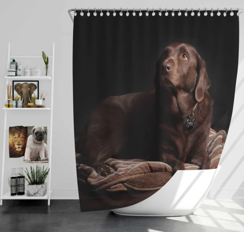 Chocolate Labrador Close-Up Charm Shower Curtain