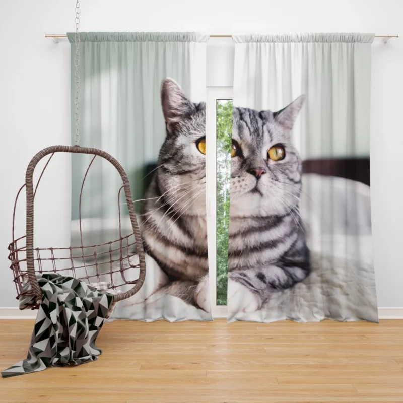 Close-Up Elegance Cat Enigmatic Stare Curtain