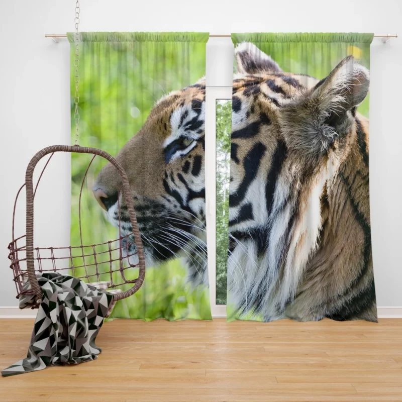 Close-Up Tiger Intensity Captivating Gaze Curtain