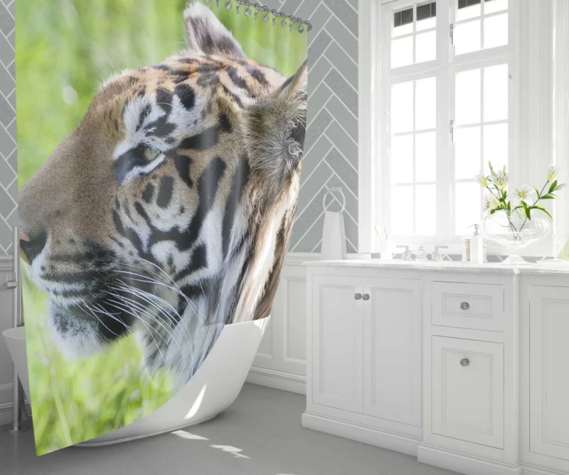 Close-Up Tiger Intensity Captivating Gaze Shower Curtain 1