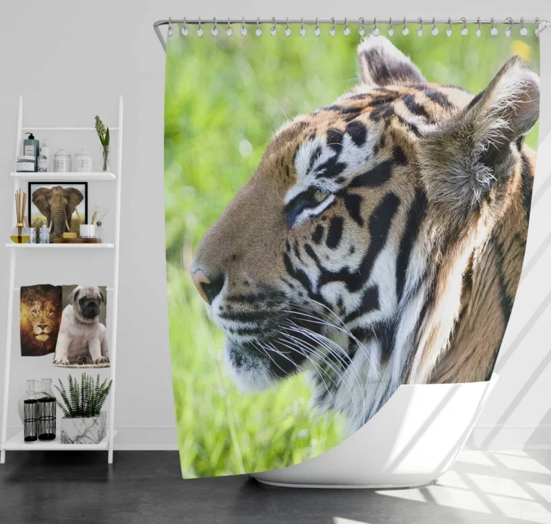 Close-Up Tiger Intensity Captivating Gaze Shower Curtain