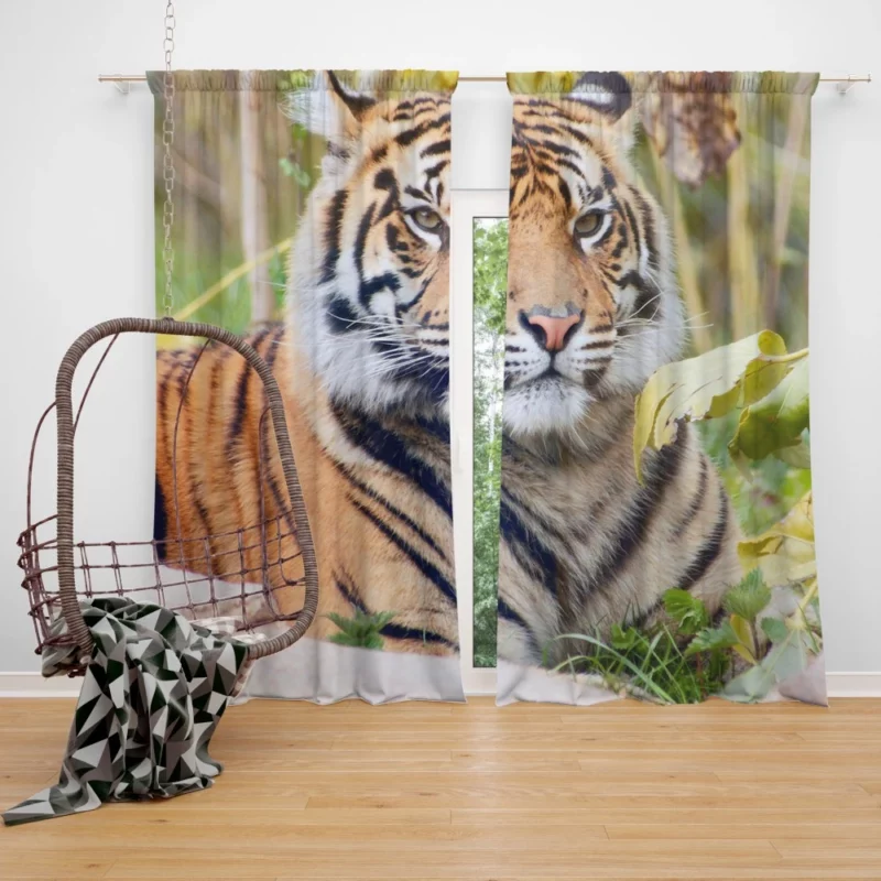 Closeup of the Magnificent Sumatran Tiger Curtain