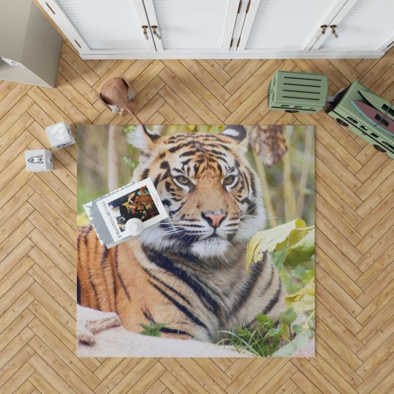 Closeup of the Magnificent Sumatran Tiger Rug