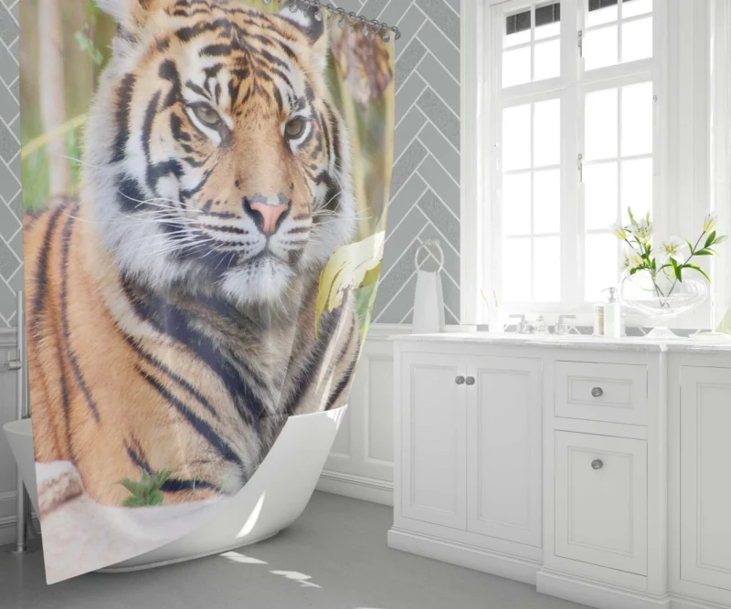 Closeup of the Magnificent Sumatran Tiger Shower Curtain 1