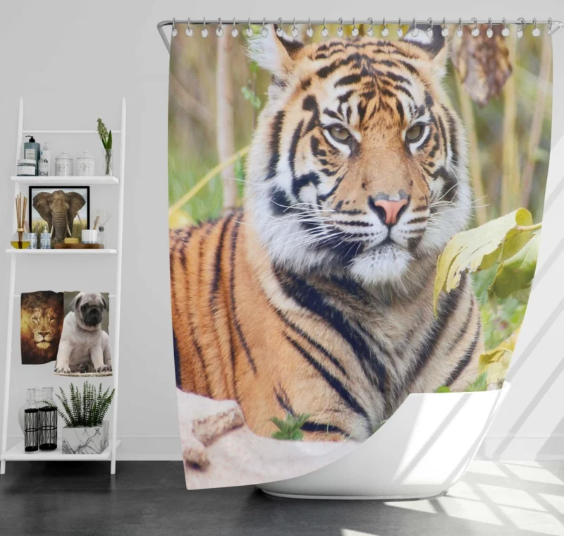 Closeup of the Magnificent Sumatran Tiger Shower Curtain