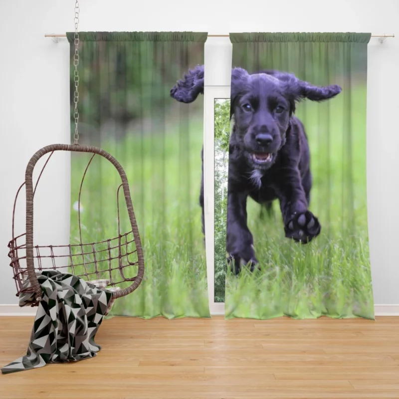 Cocker Spaniel Grass Romp Playful Puppy Curtain