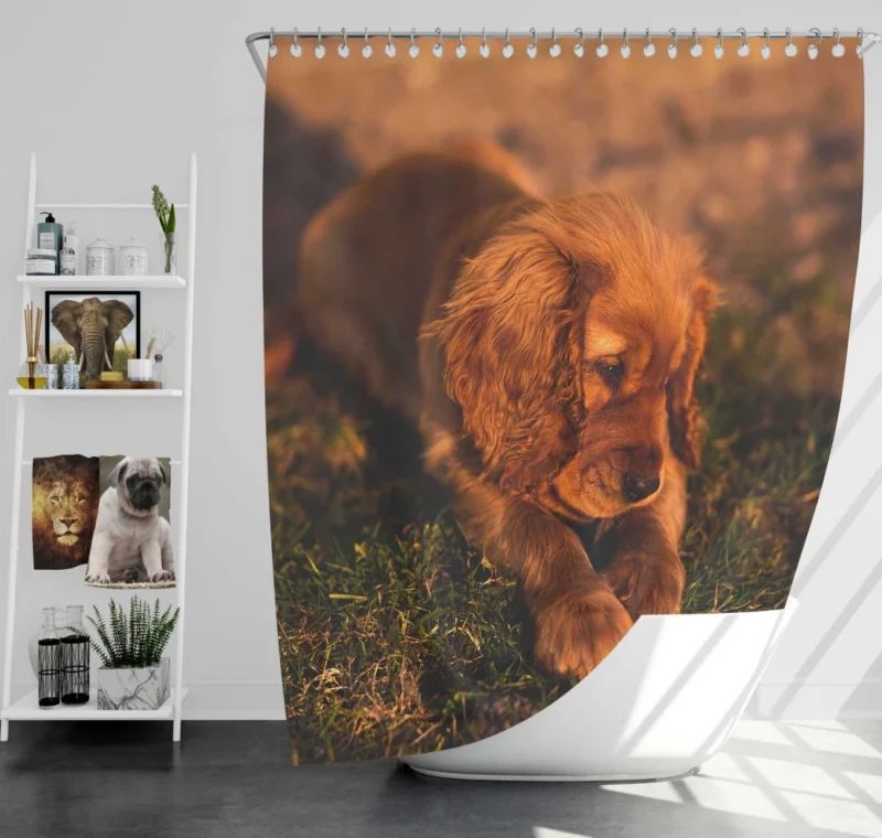 Cocker Spaniel Pup Innocent Charm Shower Curtain