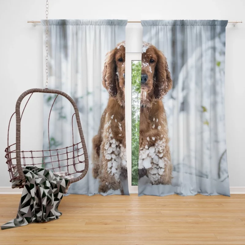 Cocker Spaniel Snowball Play Curtain