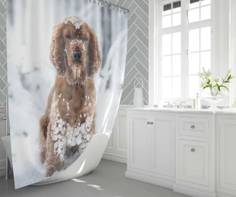 Cocker Spaniel Snowball Play Shower Curtain 1