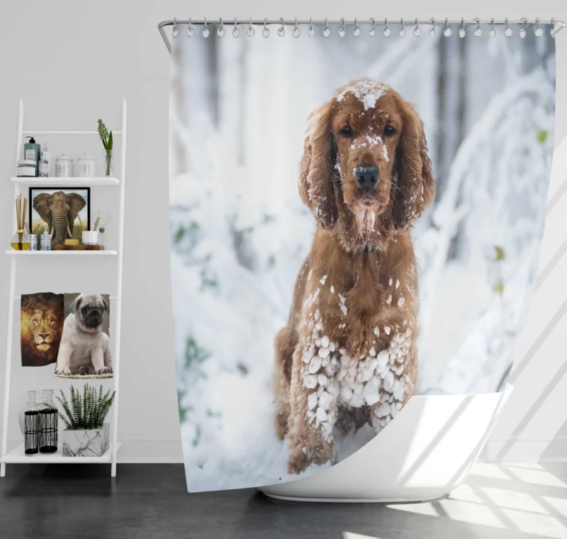 Cocker Spaniel Snowball Play Shower Curtain