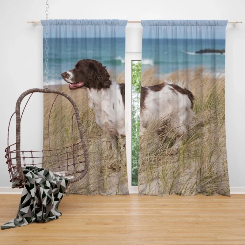 Cocker Spaniel on Sand Beach Beauty Curtain