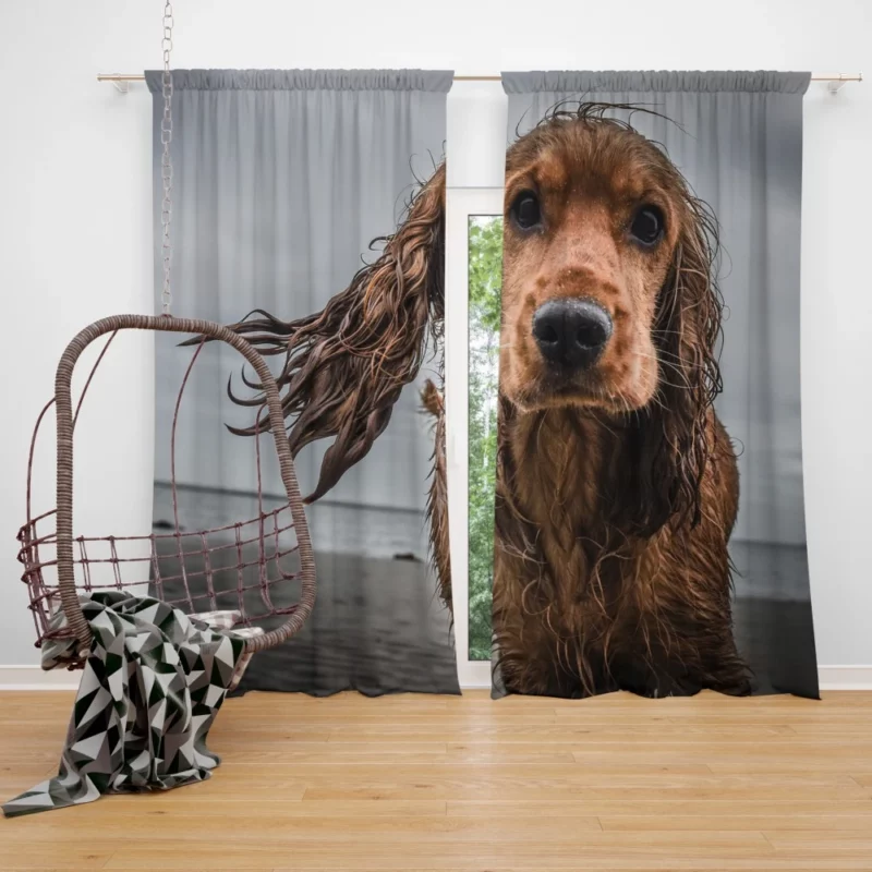 Cocker Spaniel on Sandy Beach Furry Play Curtain