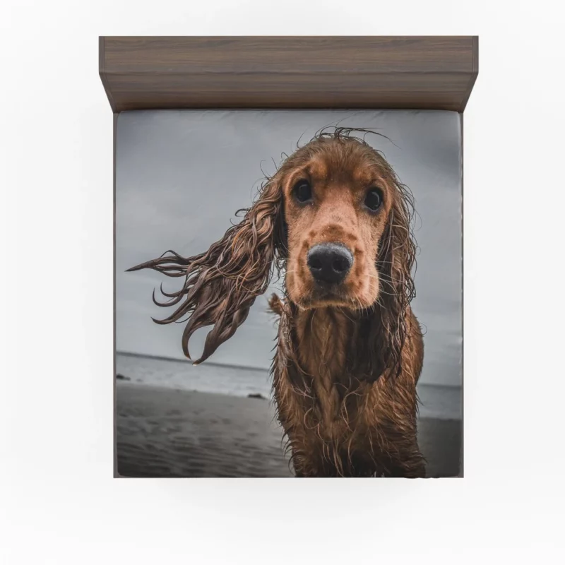 Cocker Spaniel on Sandy Beach Furry Play Fitted Sheet 1