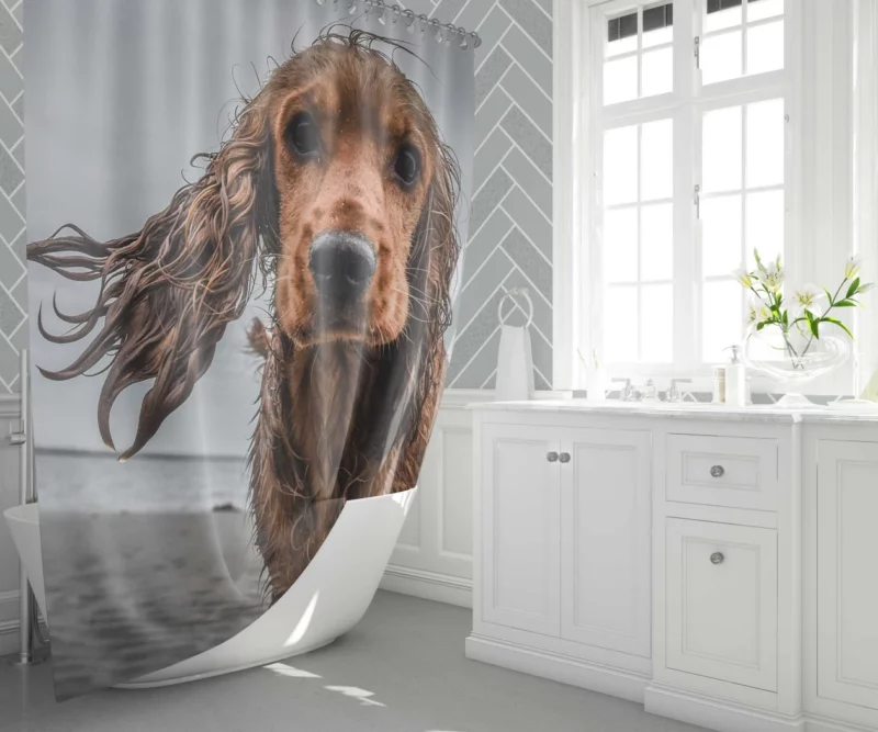 Cocker Spaniel on Sandy Beach Furry Play Shower Curtain 1