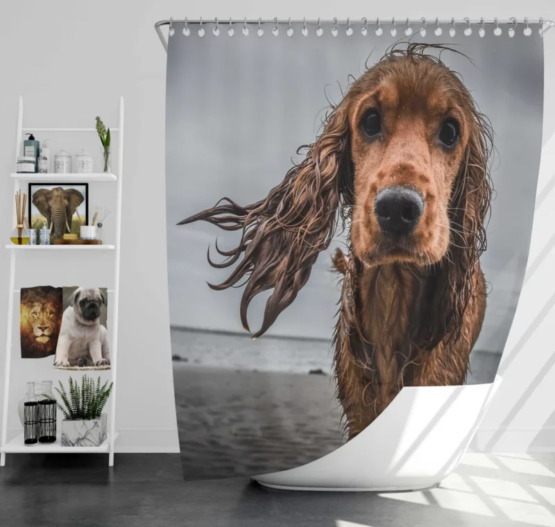 Cocker Spaniel on Sandy Beach Furry Play Shower Curtain