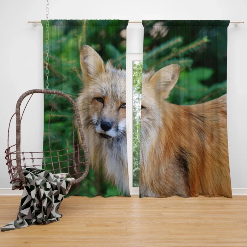 Colorful Fox Charm Curtain