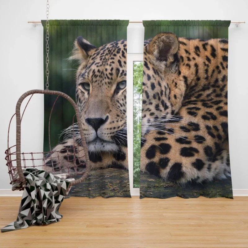 Colorful Leopard Power Curtain