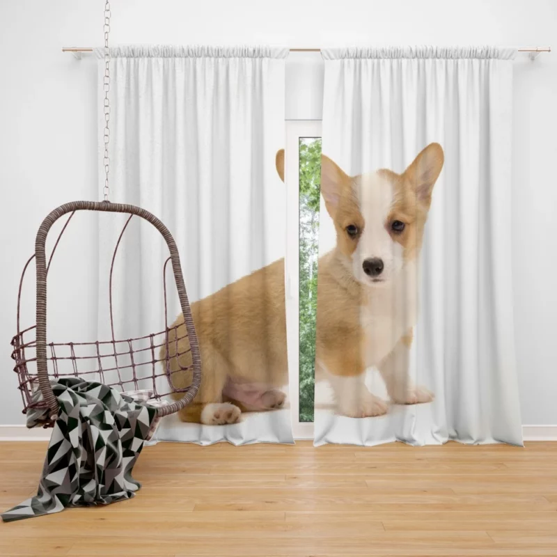 Corgi Playful Persona Furry Delight Curtain