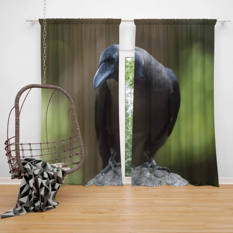 Crow Inquisitive Gaze Avian Watch Curtain