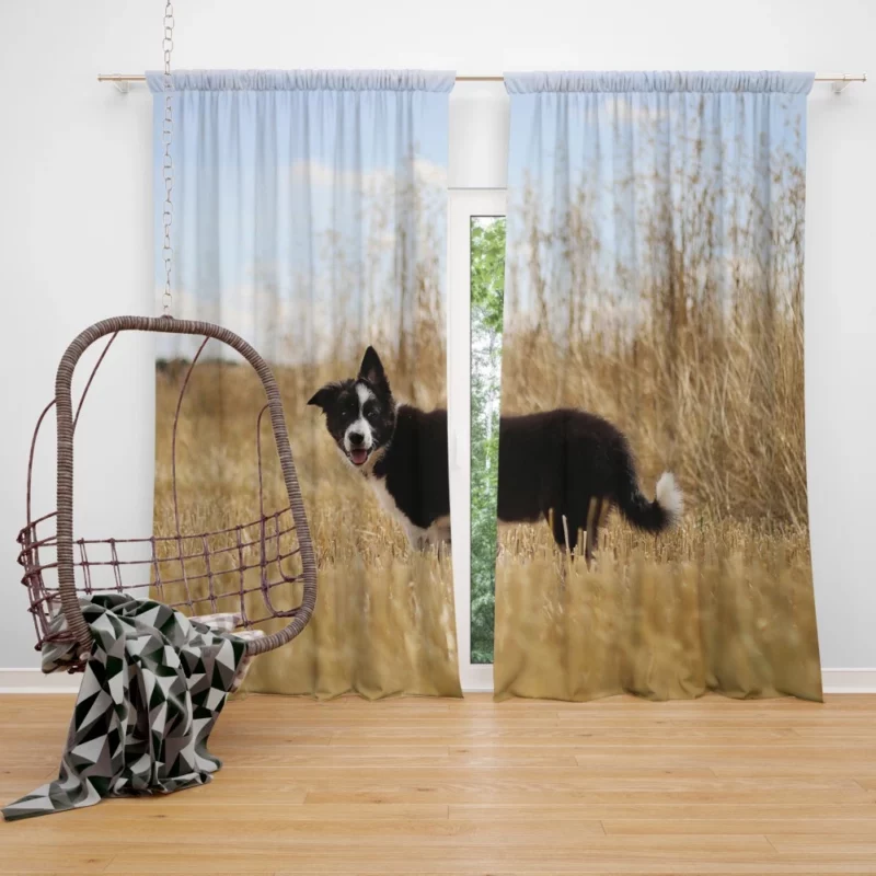 Cumberland Sheepdog Puppy Amidst Fields Curtain