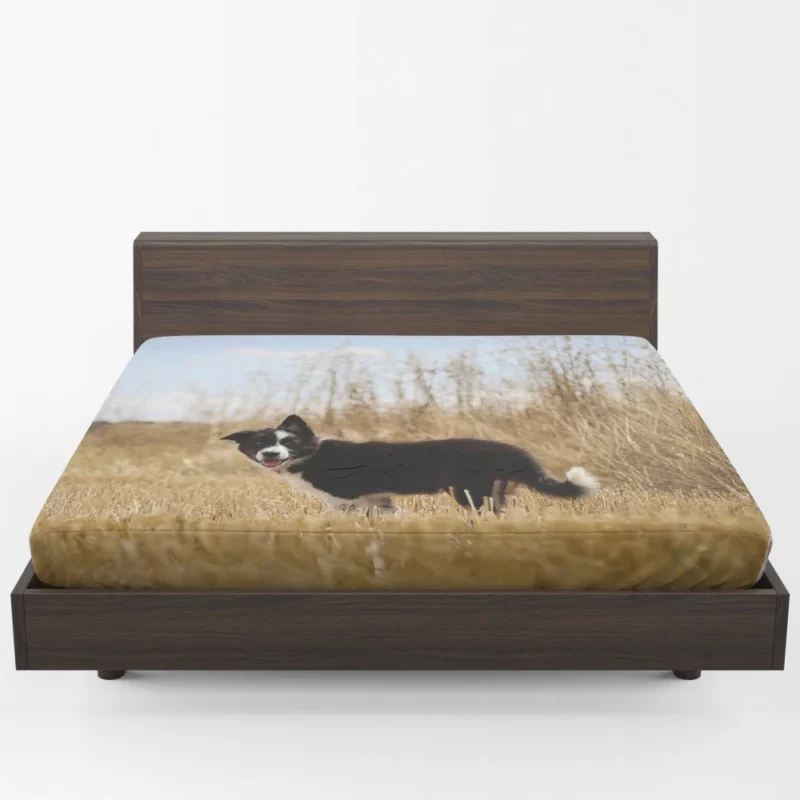 Cumberland Sheepdog Puppy Amidst Fields Fitted Sheet