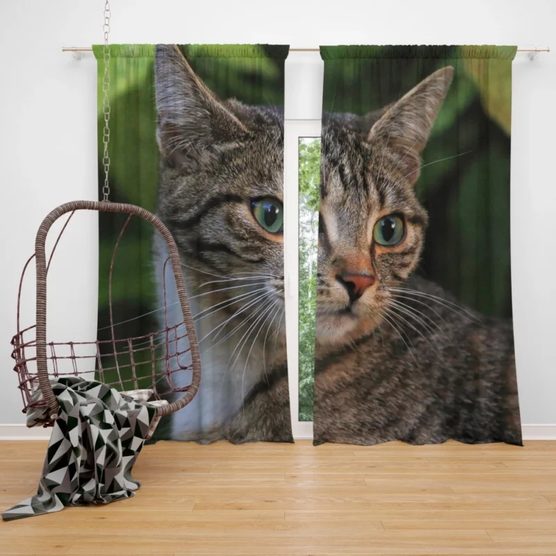 Curious Cat Gaze Feline Intrigue Curtain