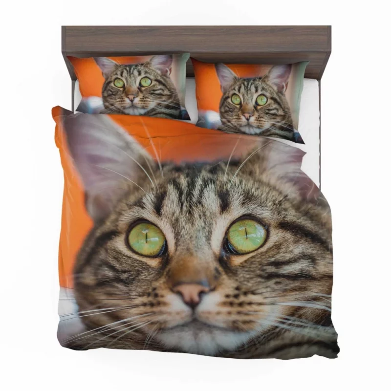 Curious Cat Innocent Stare Feline Charm Bedding Set 1