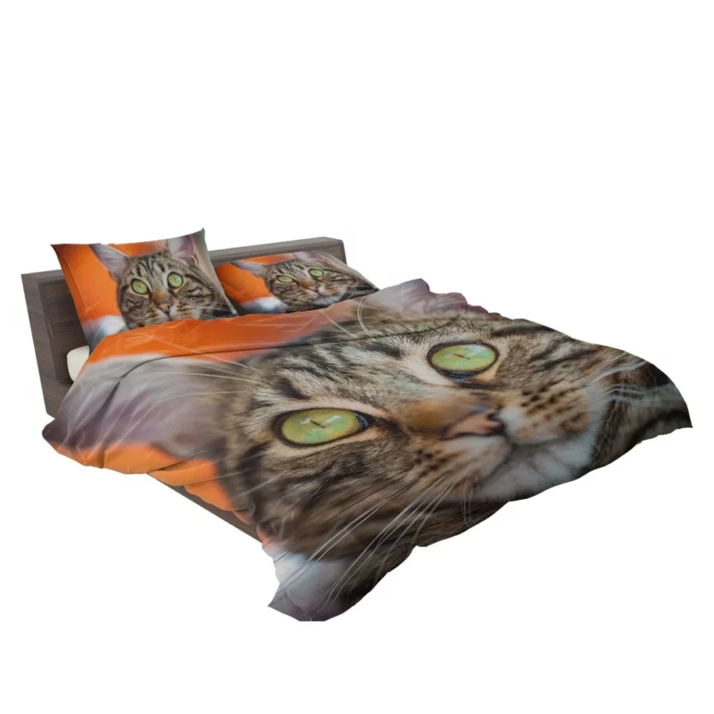 Curious Cat Innocent Stare Feline Charm Bedding Set 2