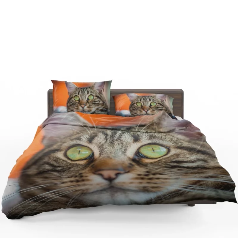 Curious Cat Innocent Stare Feline Charm Bedding Set