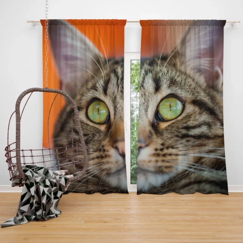 Curious Cat Innocent Stare Feline Charm Curtain