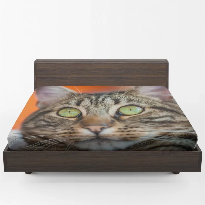 Curious Cat Innocent Stare Feline Charm Fitted Sheet