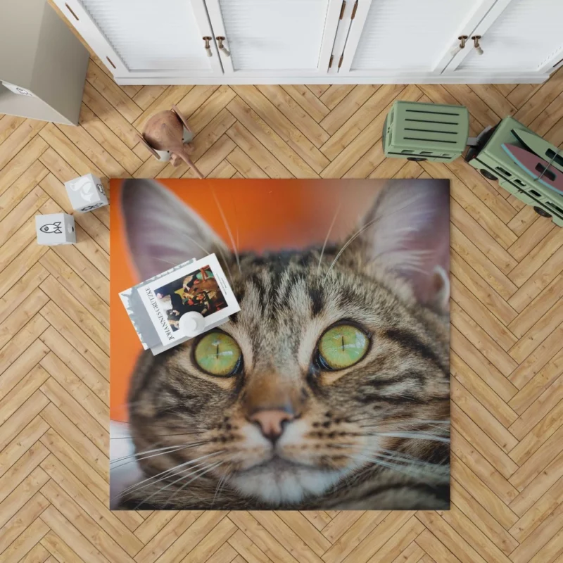 Curious Cat Innocent Stare Feline Charm Rug