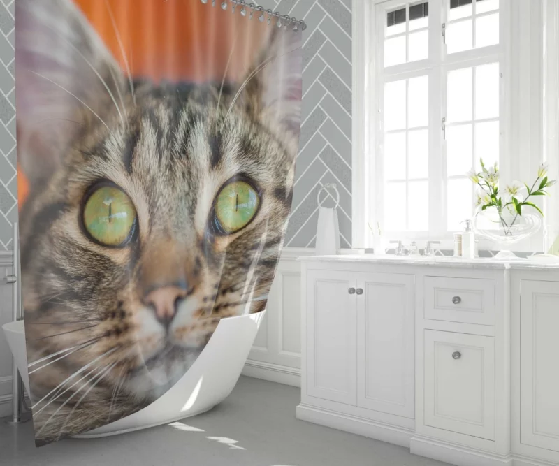 Curious Cat Innocent Stare Feline Charm Shower Curtain 1