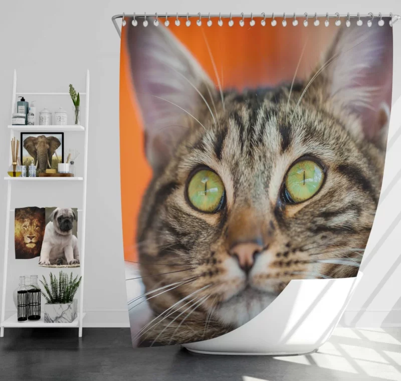 Curious Cat Innocent Stare Feline Charm Shower Curtain