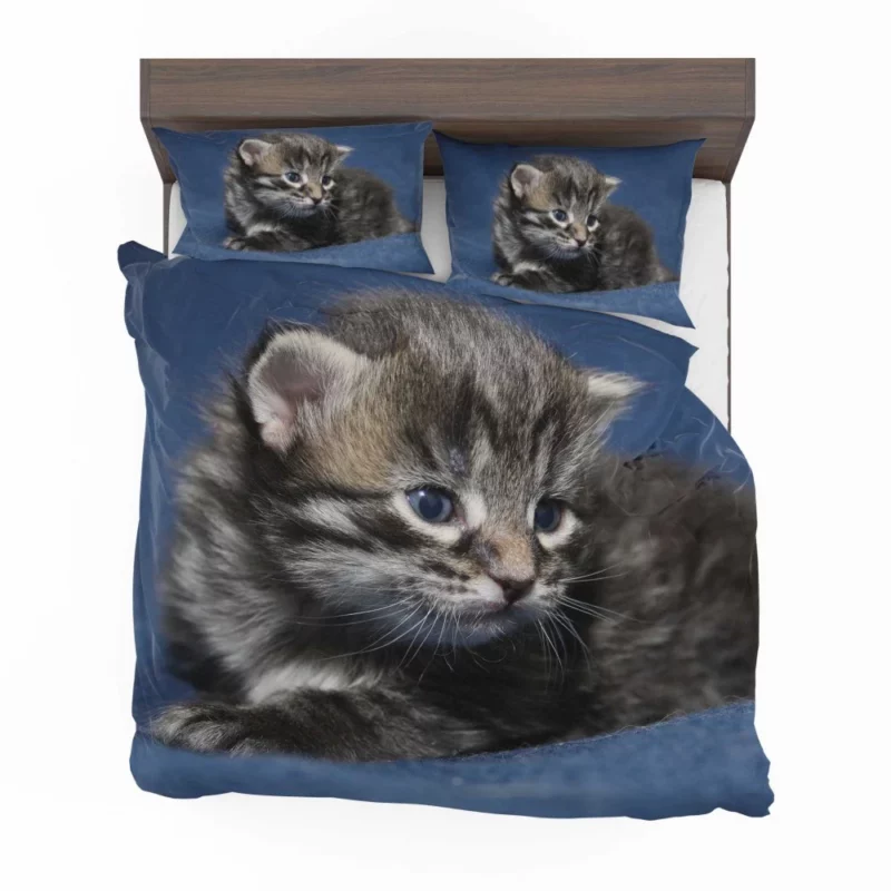 Curious Cat Playful Whiskers Bedding Set 1