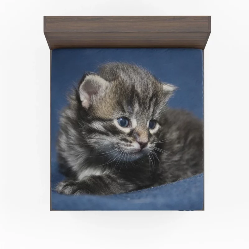 Curious Cat Playful Whiskers Fitted Sheet 1