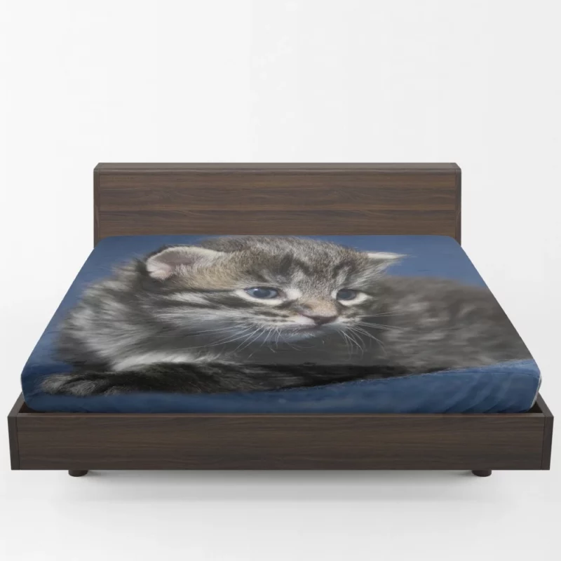 Curious Cat Playful Whiskers Fitted Sheet