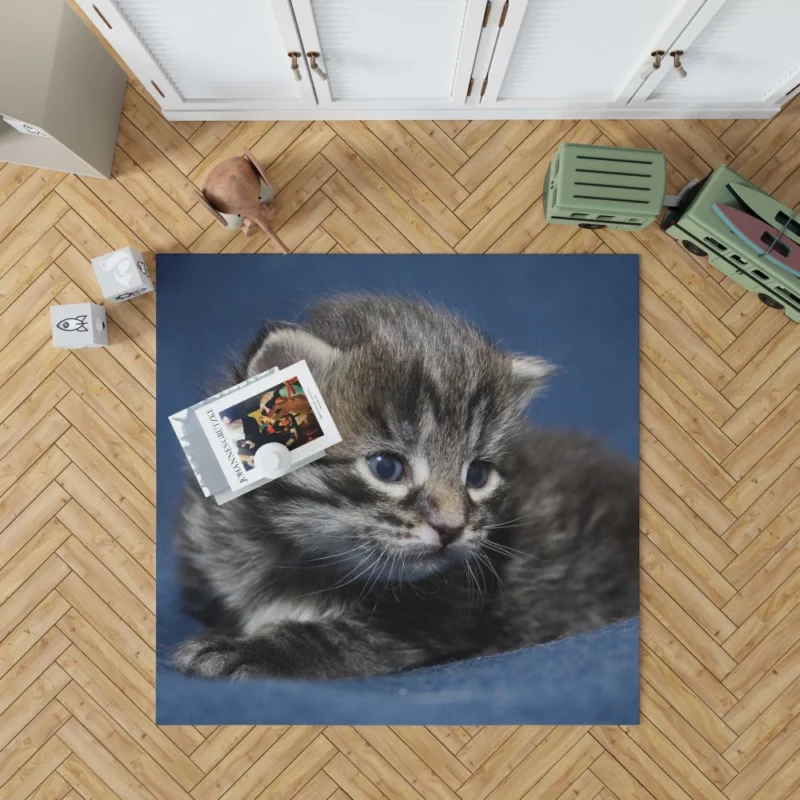 Curious Cat Playful Whiskers Rug