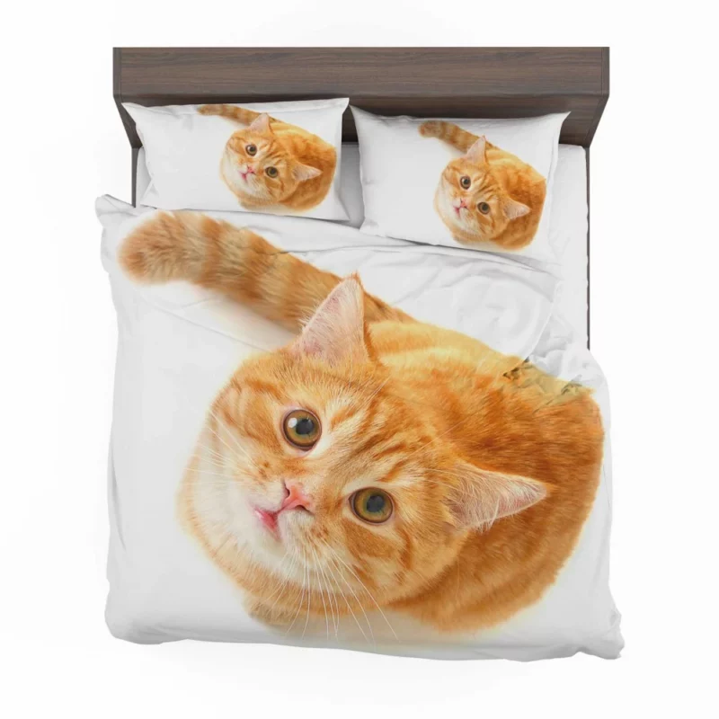 Curious Gaze Cat Whisker Wonders Bedding Set 1