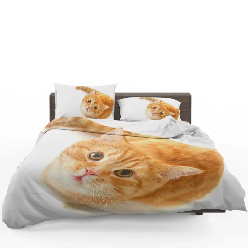 Curious Gaze Cat Whisker Wonders Bedding Set