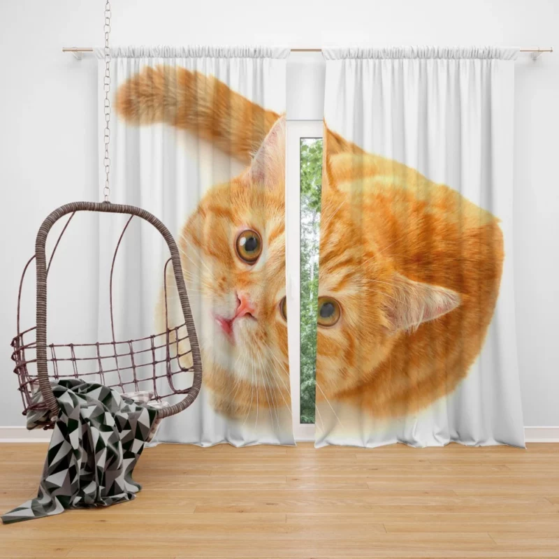 Curious Gaze Cat Whisker Wonders Curtain