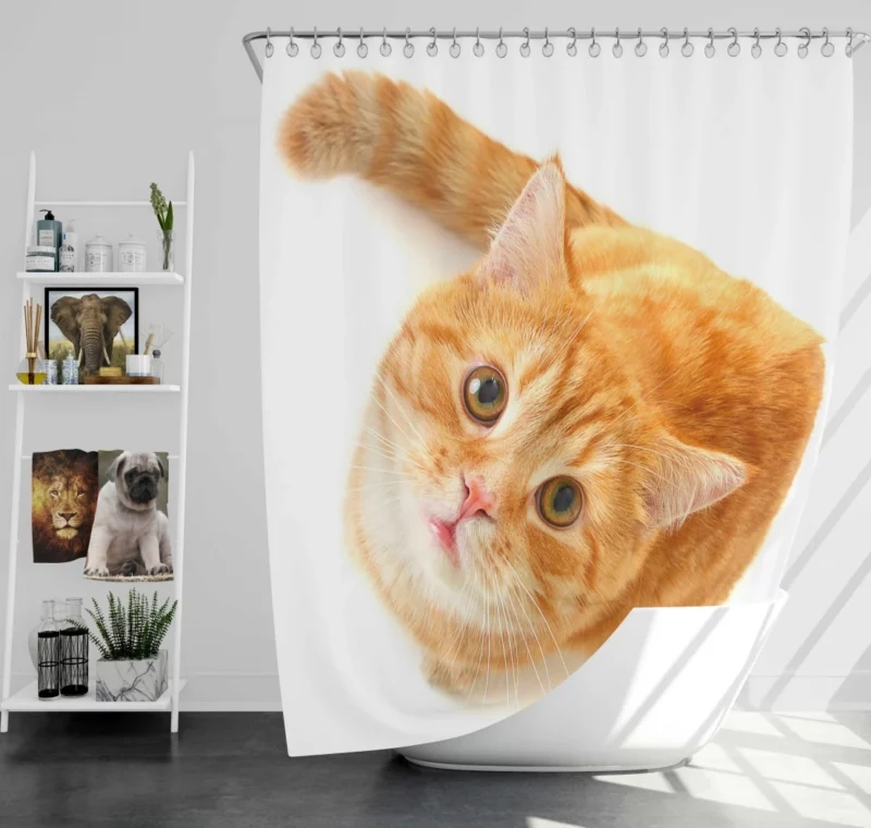 Curious Gaze Cat Whisker Wonders Shower Curtain