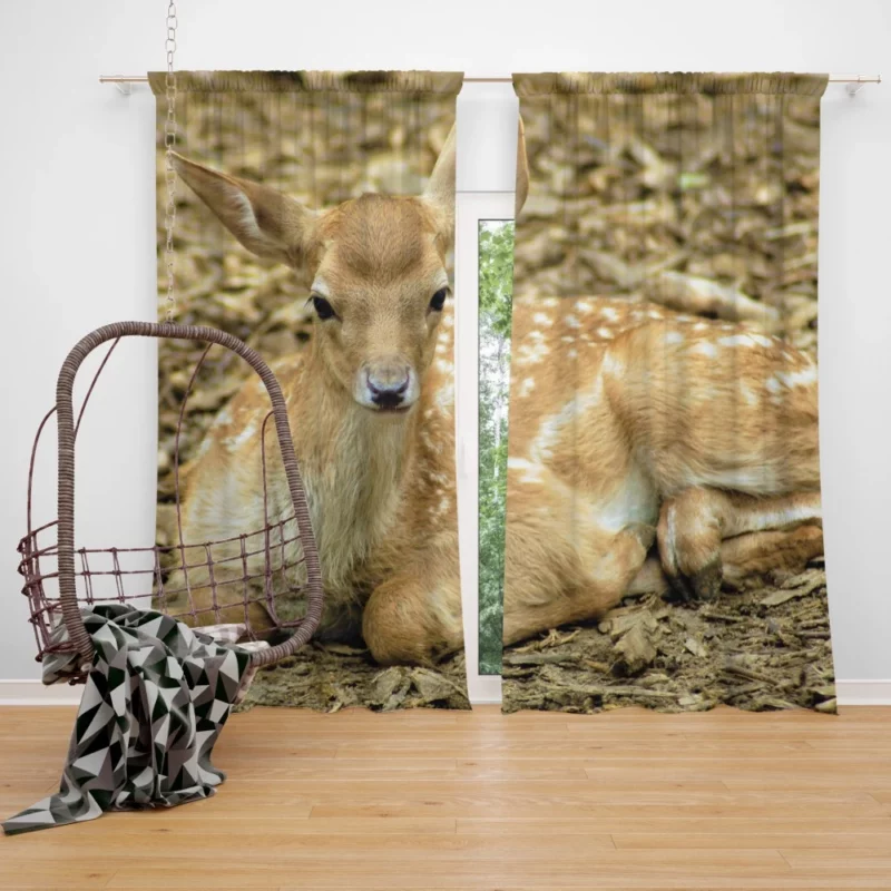 Curious Innocence Baby Deer Curtain